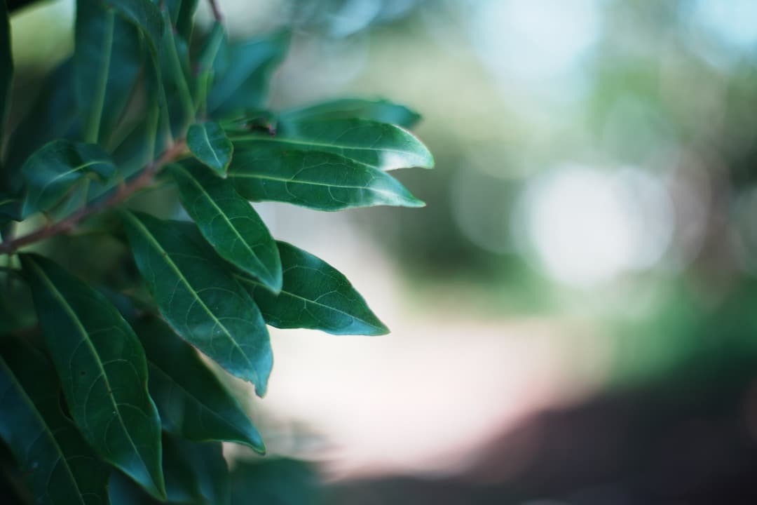 整&テ済 Carl Zeiss Planar 50mm F1.4 MMJ 817