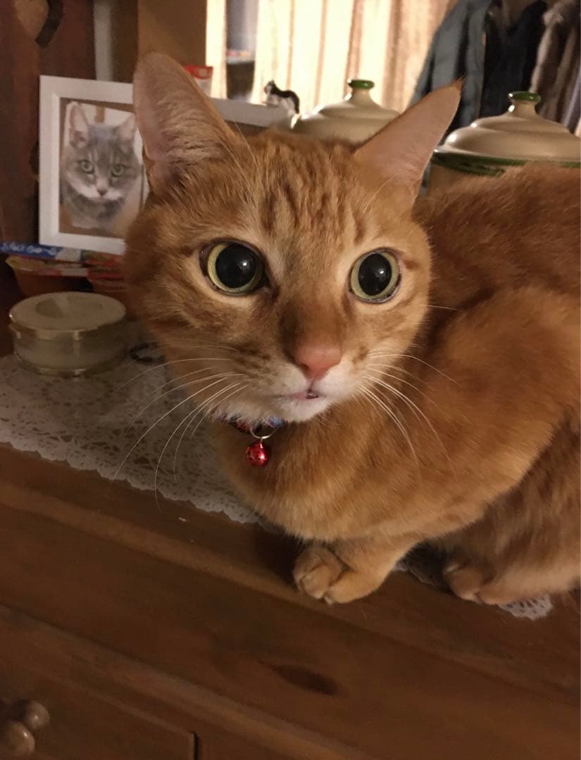 確認用　長毛茶色猫と短毛オレンジ猫