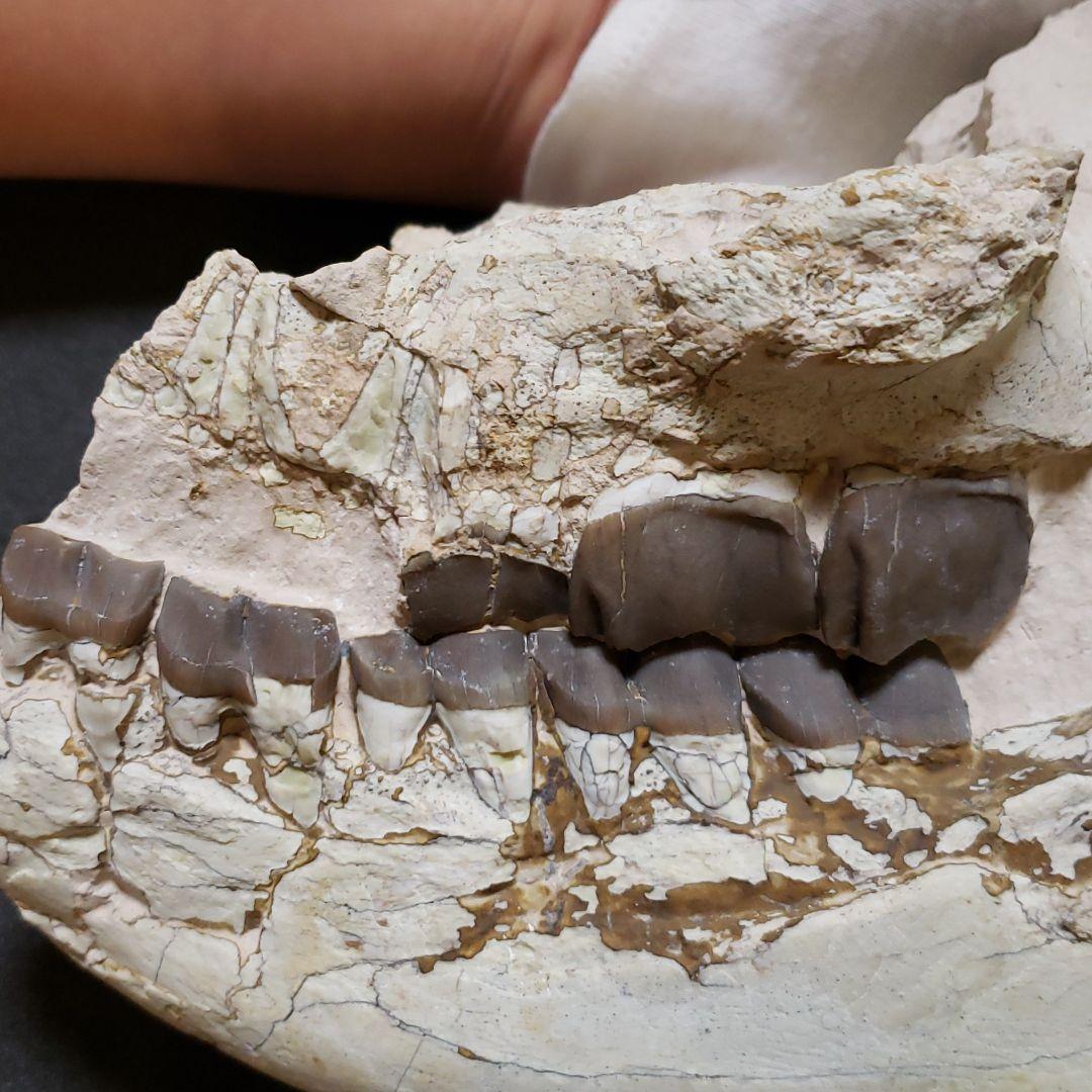 ヒラコドンの化石　部分化石