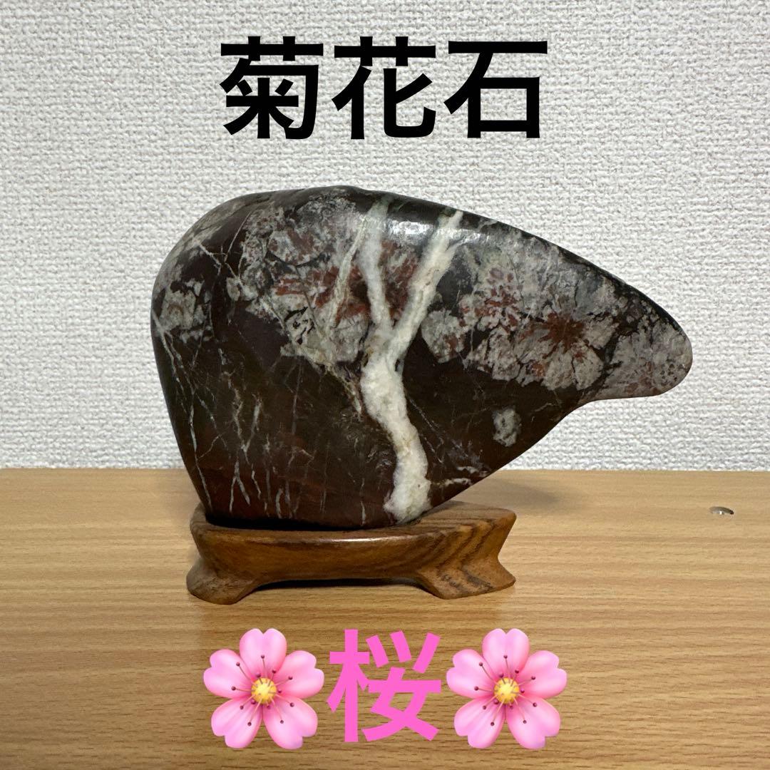菊花石　桜