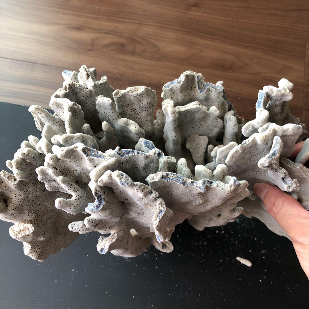 サンゴ　青珊瑚　ブルーコーラル　インテリア　オブジェ