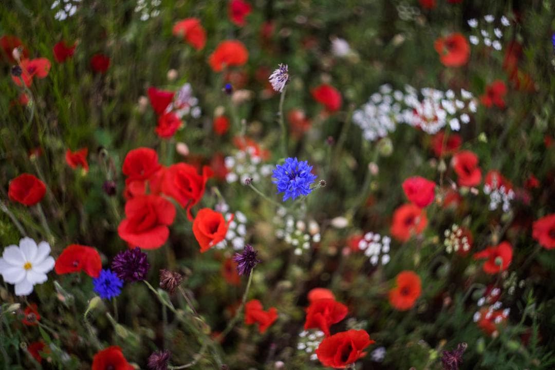 19　未使用　ぐるぐるボケレンズ　 ヘリオス　44-2　M42アダプター付