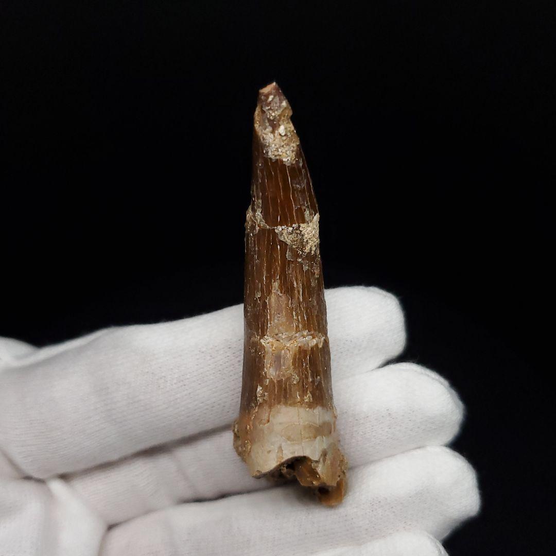 プレシオサウルス 化石 歯 モロッコ産 62.08mm ケース付き pr146