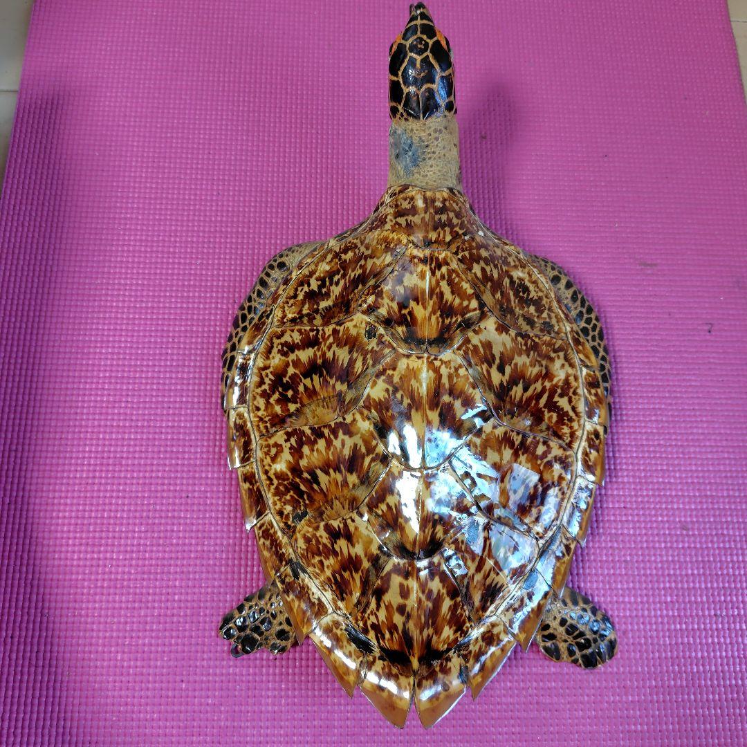 亀 　タイマイ 置物 インテリア オブジェ 縁起物 剥製