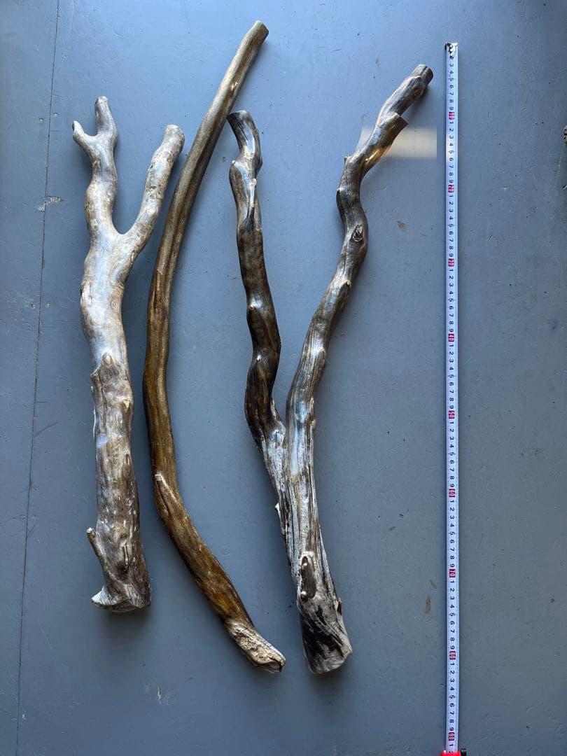 深海松　レインボーコーラル 根付け