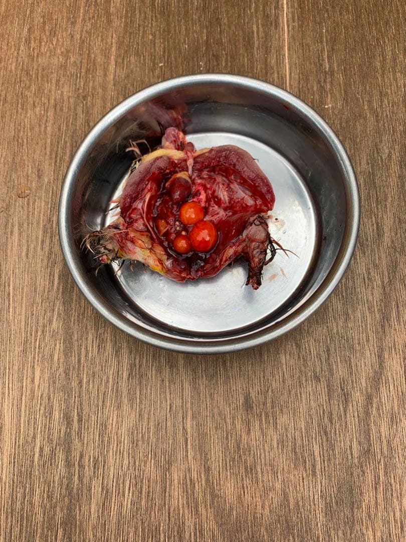 冷凍ウズラ5kg×4段【送料込】