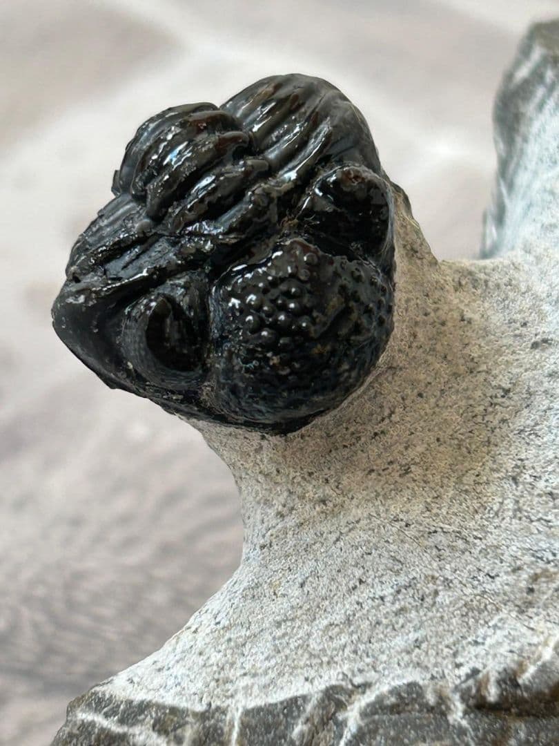 三葉虫モロッコ産⑨ファコプスPhacopsリードプスReedops？化石デボン紀