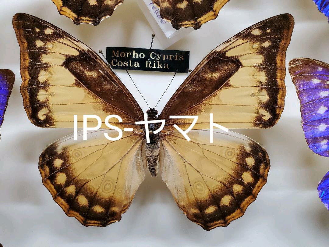 特別価格　コレクションシリーズ、キプリス、モルフォ