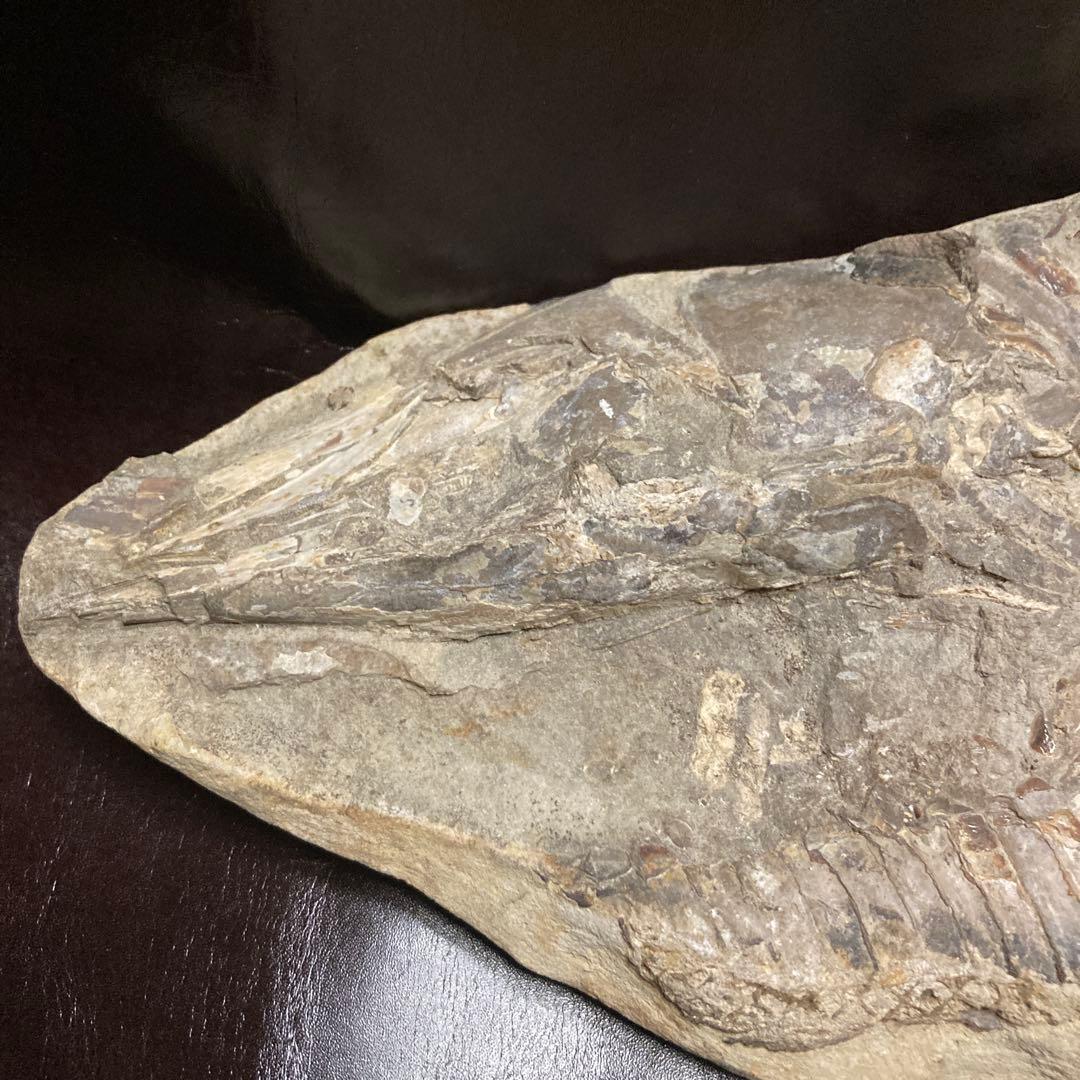 魚の化石ベロリオゾンテ　ミナスジェライス州ブラジル産12.5×25×3.5cm