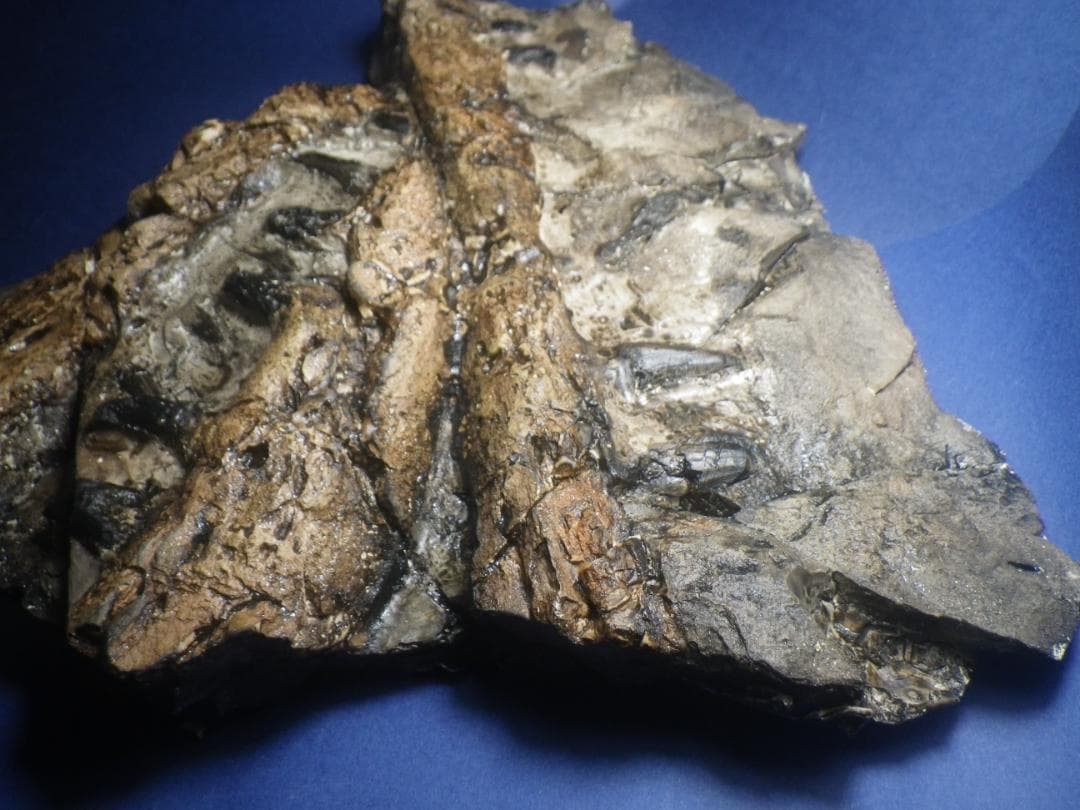 国産化石　貴重レプリカ　２５１１１２－１