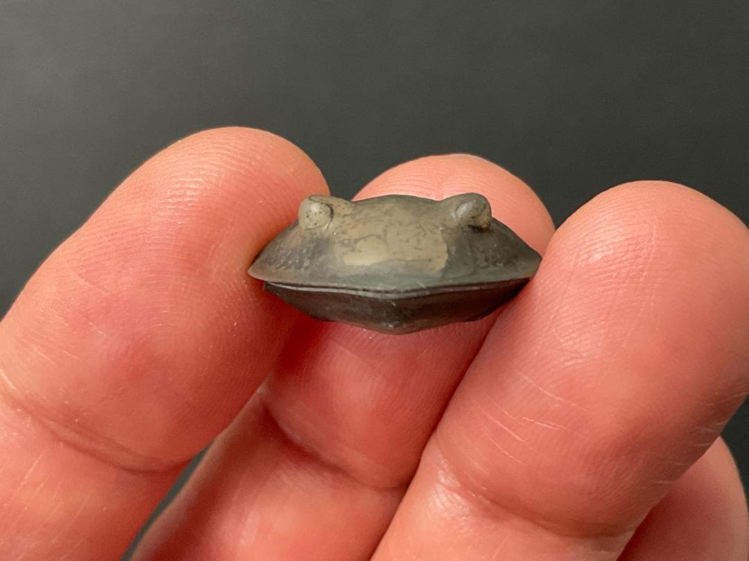 三葉虫 [TB70] イソテルス 防御態勢