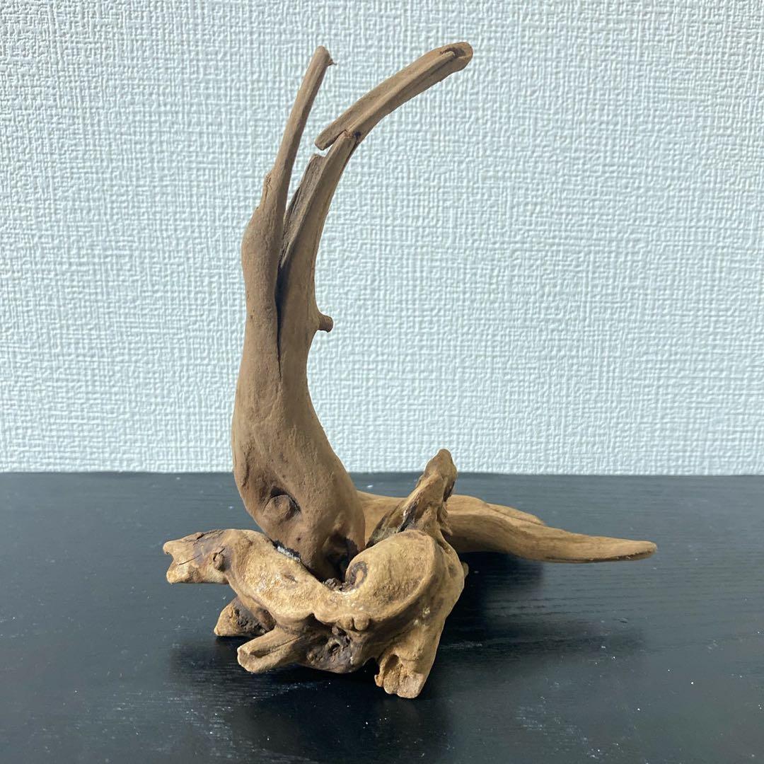 マングローブレイアウト2点付き水槽セット