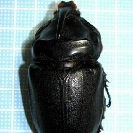 マダガスカル産　ギガスサイカブト 大型