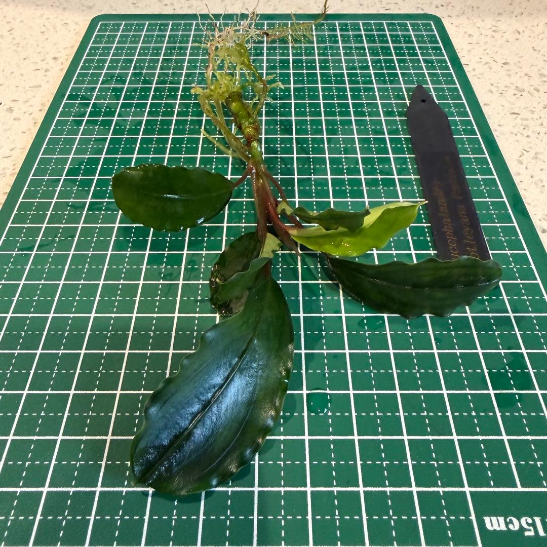 【ぞのぞの】ブセファランドラ3種セット