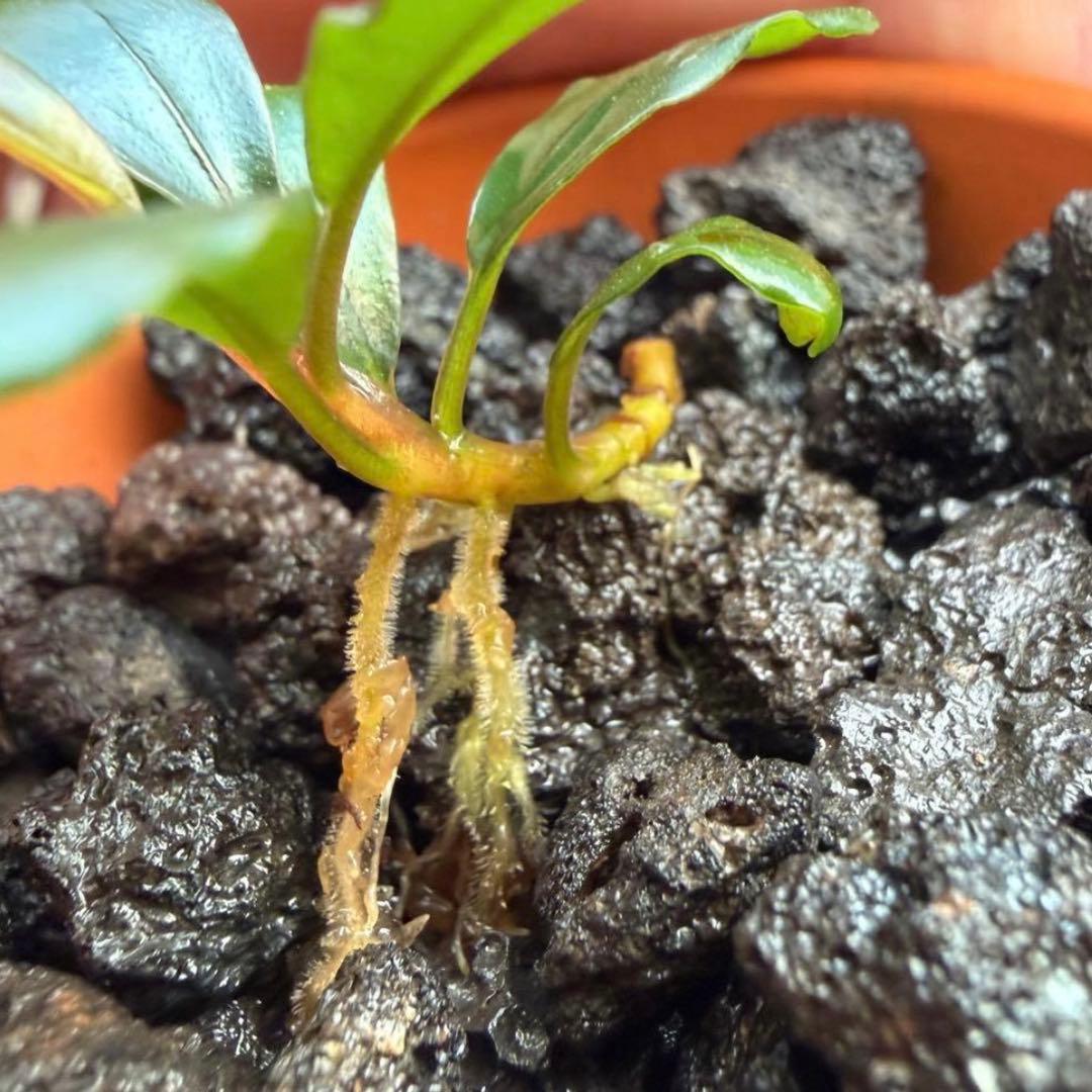 【ぞのぞの】ブセファランドラ3種セット