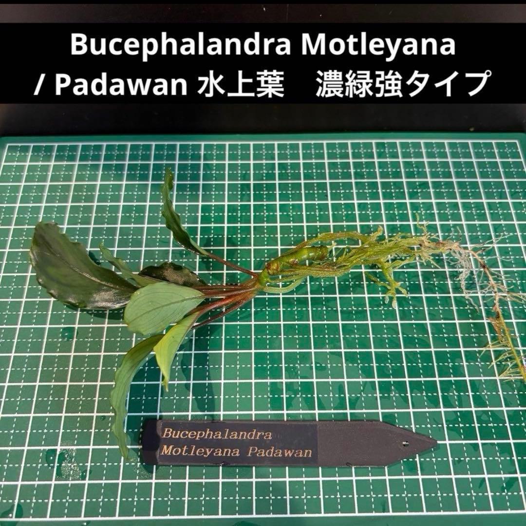 【ぞのぞの】ブセファランドラ3種セット