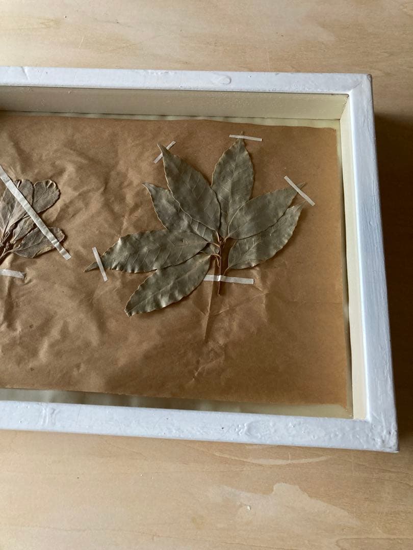 パリ　フランス製　アンティーク　押し花　ビンテージ　葉のボックスコラージュ