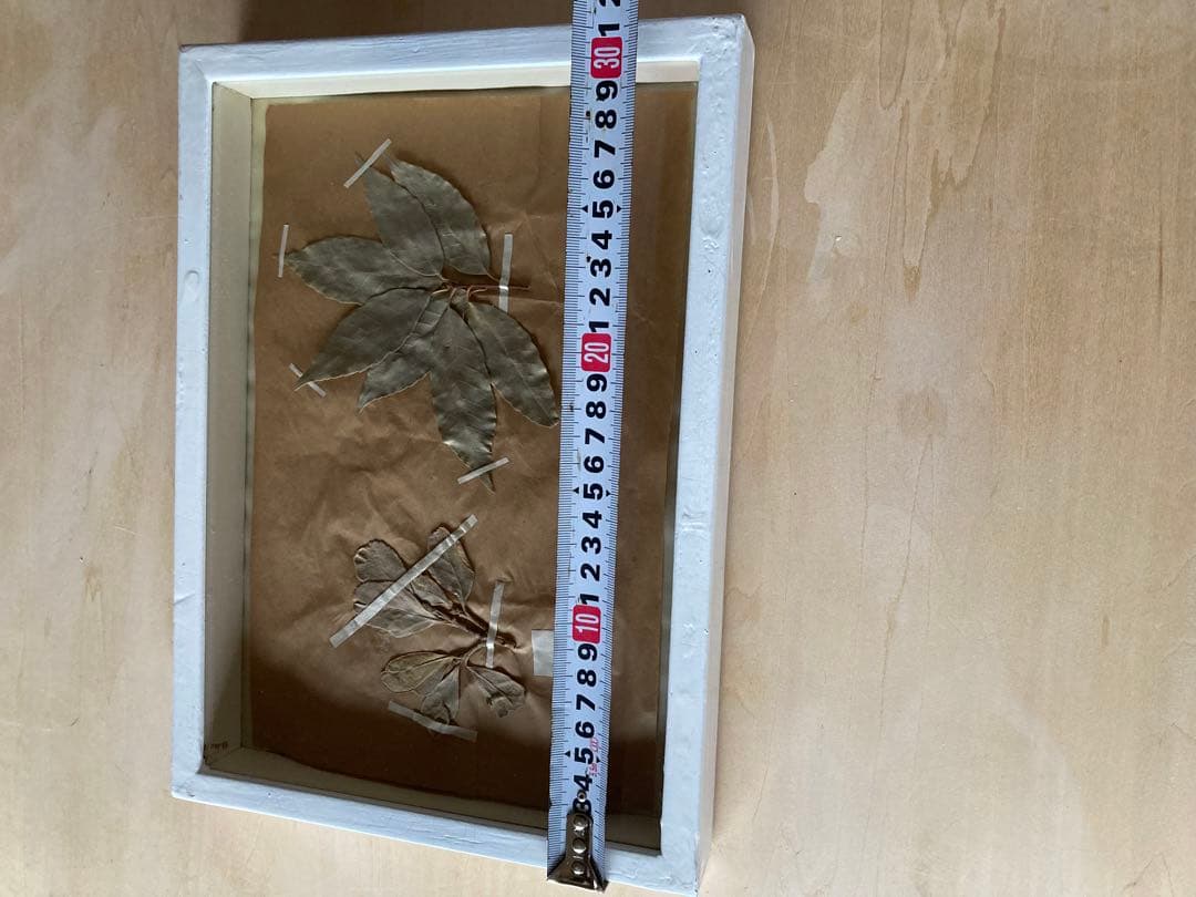 パリ　フランス製　アンティーク　押し花　ビンテージ　葉のボックスコラージュ