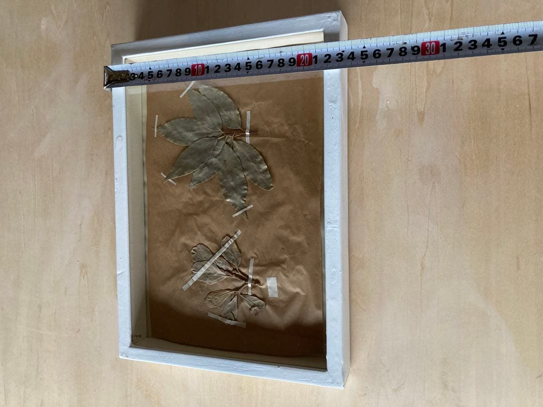 パリ　フランス製　アンティーク　押し花　ビンテージ　葉のボックスコラージュ