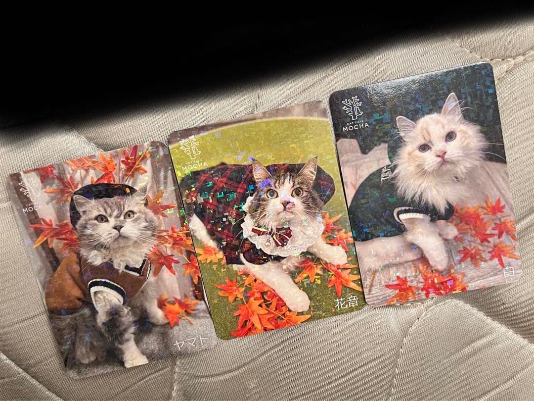 猫カフェmocha にゃんずトレカ　秋のおさんぽ　アルシェ大宮店