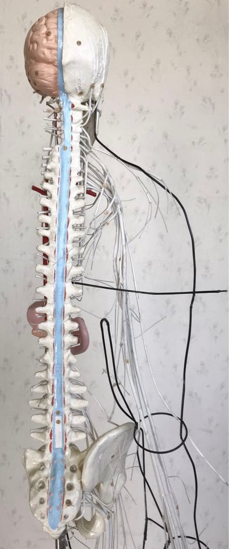 脳および神経系人体模型♡ 京都科学