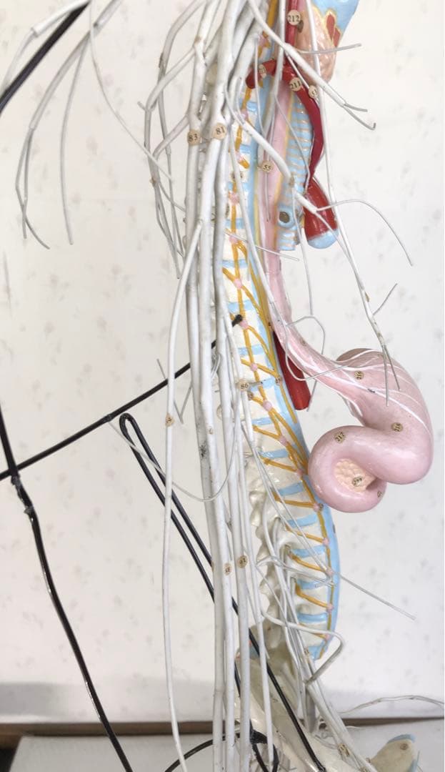 脳および神経系人体模型♡ 京都科学