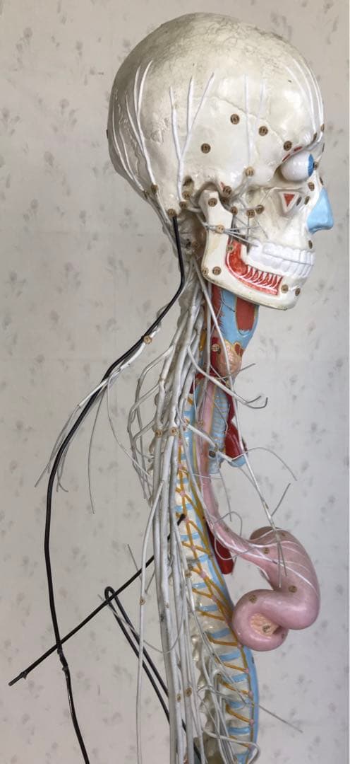 脳および神経系人体模型♡ 京都科学