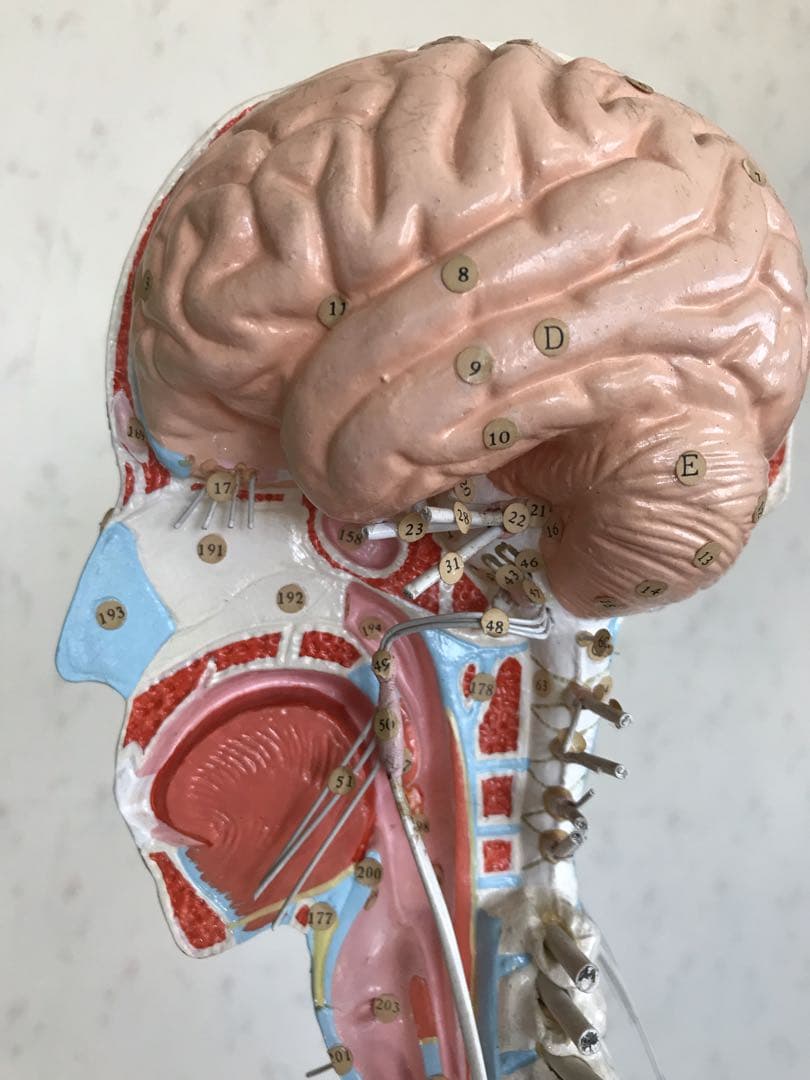 脳および神経系人体模型♡ 京都科学