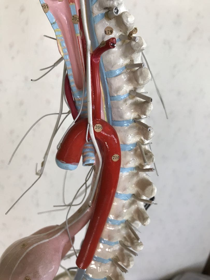 脳および神経系人体模型♡ 京都科学