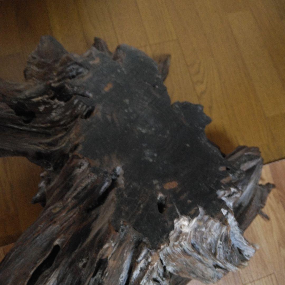 1379 木の根 切株 竜 龍 Dragon