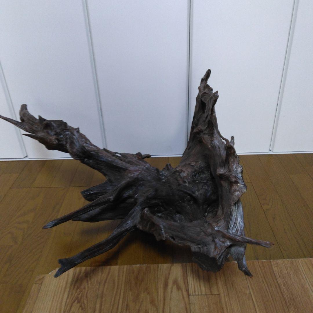 1379 木の根 切株 竜 龍 Dragon