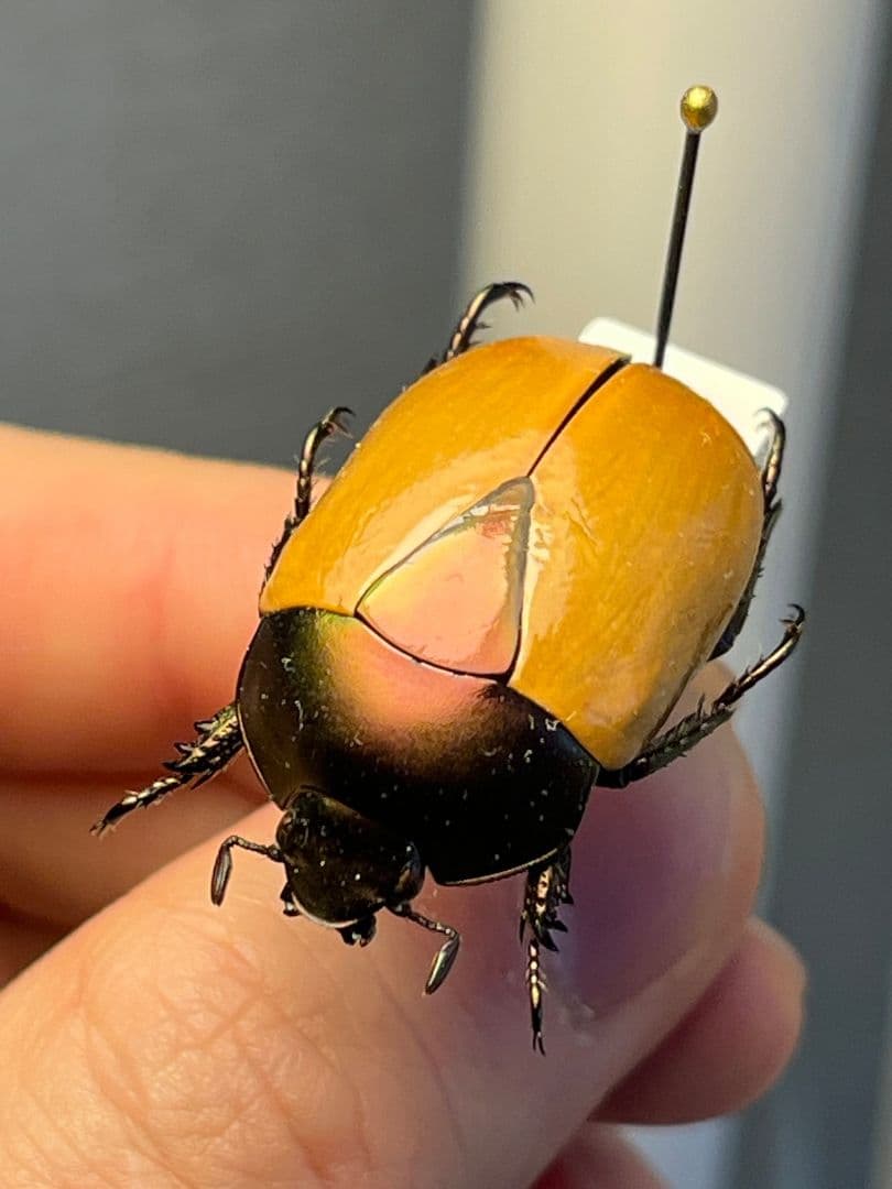 【28mm】クラバータカメノコブイブイ プラチナコガネ 昆虫標本 コガネムシ