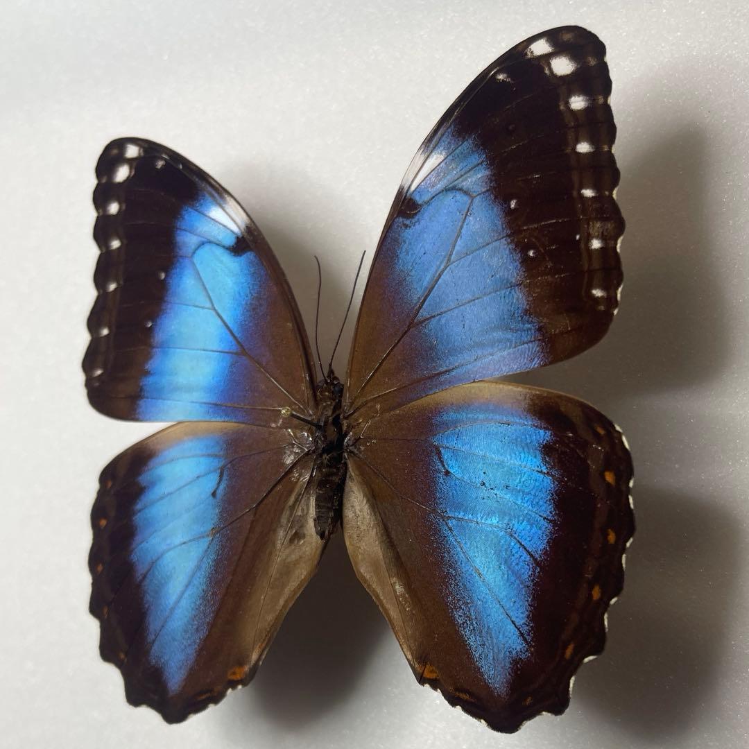 モルフォ蝶ヘラノール標本オス