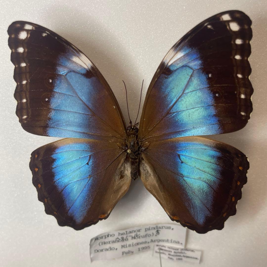 モルフォ蝶ヘラノール標本オス