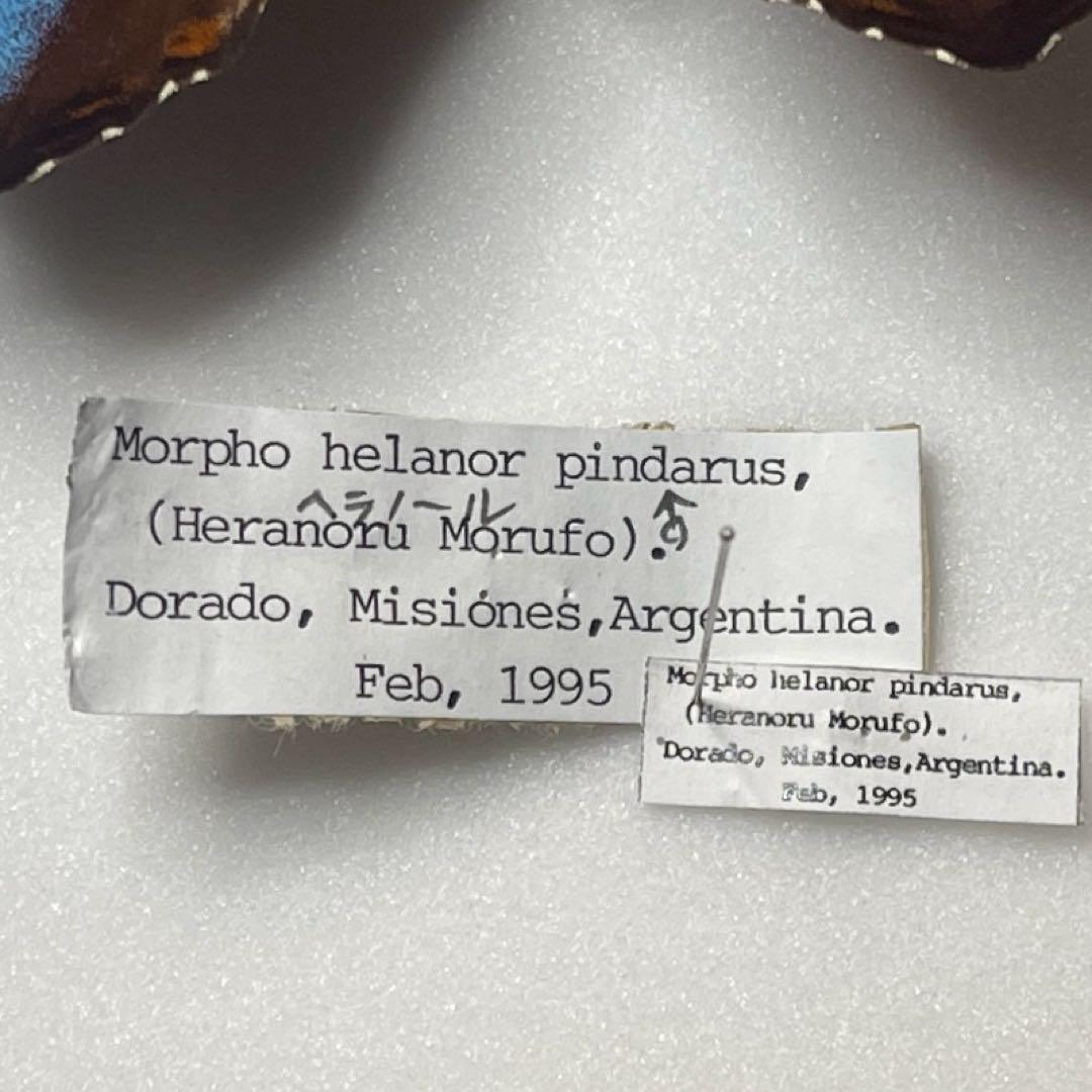 モルフォ蝶ヘラノール標本オス