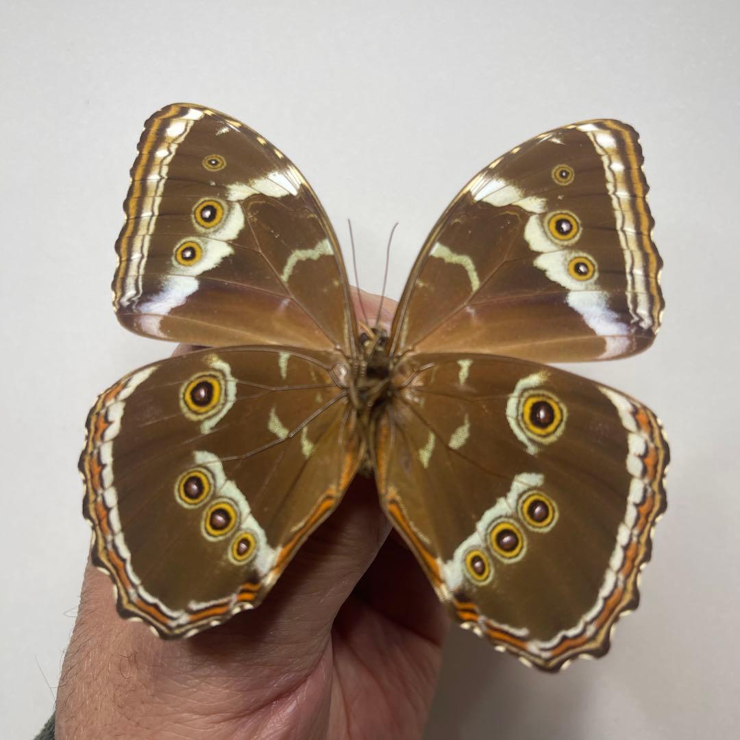 モルフォ蝶ヘラノール標本オス