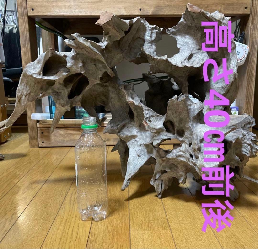 超美形大型流木L〜LLサイズ＋おまけ流木付き