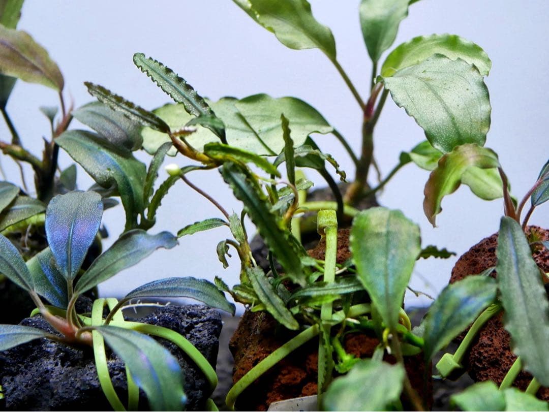 ブセファランドラ『１６種１６株』【完全水中葉【レア種入】※リピーター様はオマケ付