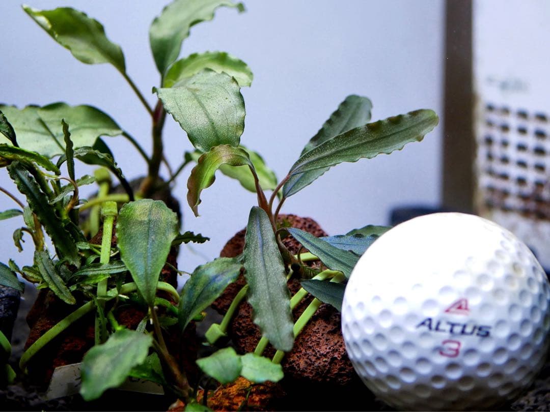 ブセファランドラ『１６種１６株』【完全水中葉【レア種入】※リピーター様はオマケ付