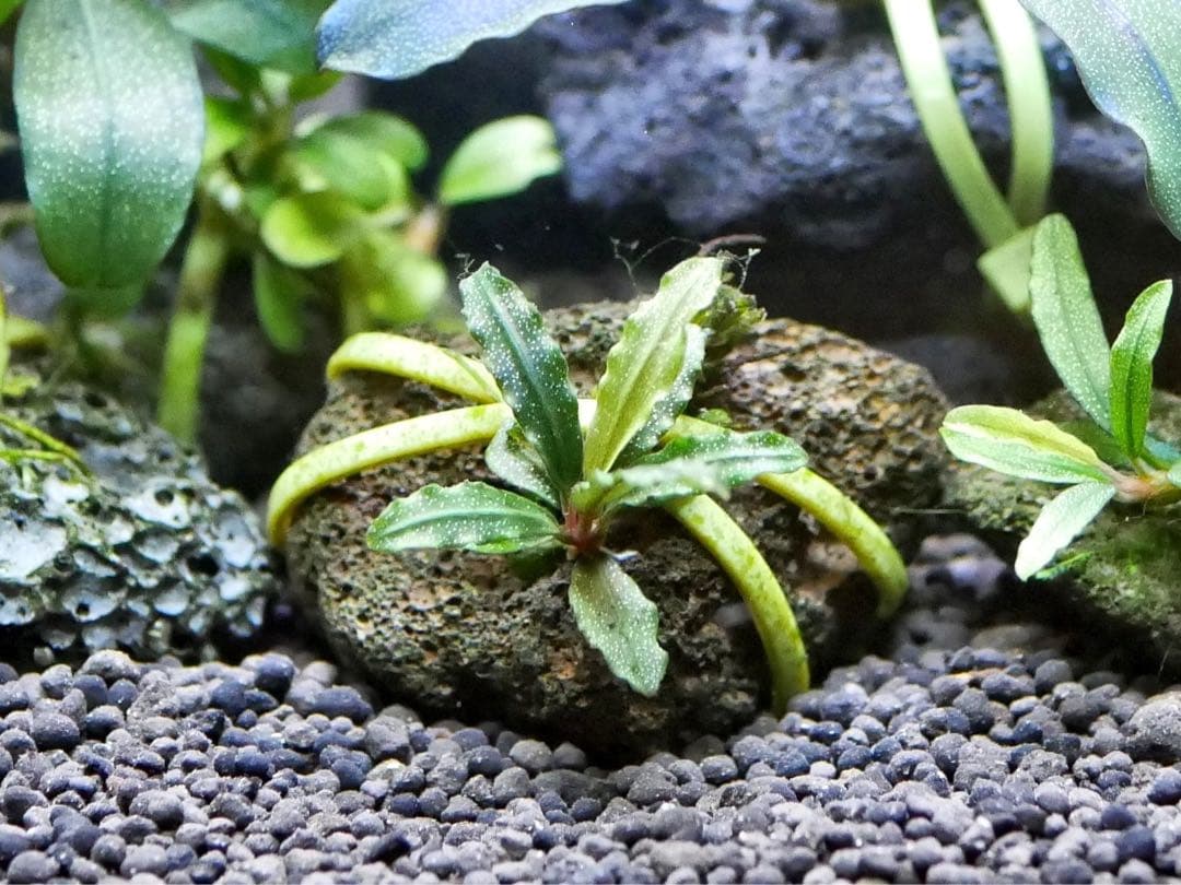 ブセファランドラ『１６種１６株』【完全水中葉【レア種入】※リピーター様はオマケ付