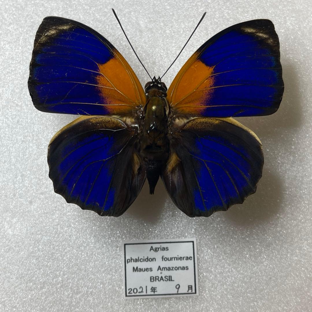 アグリアス　ファルキドンFourninae