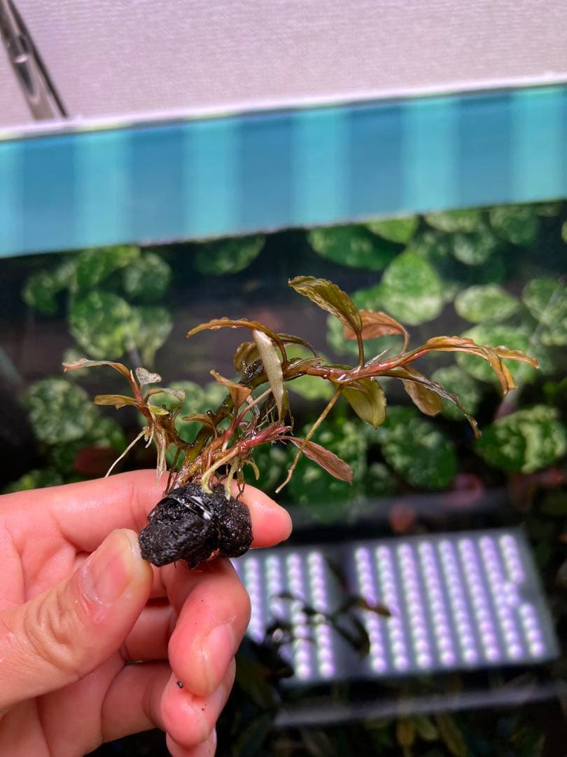 ブセファランドラｓｐ. ピンクバリエガータい斑入り 水中葉 5 株