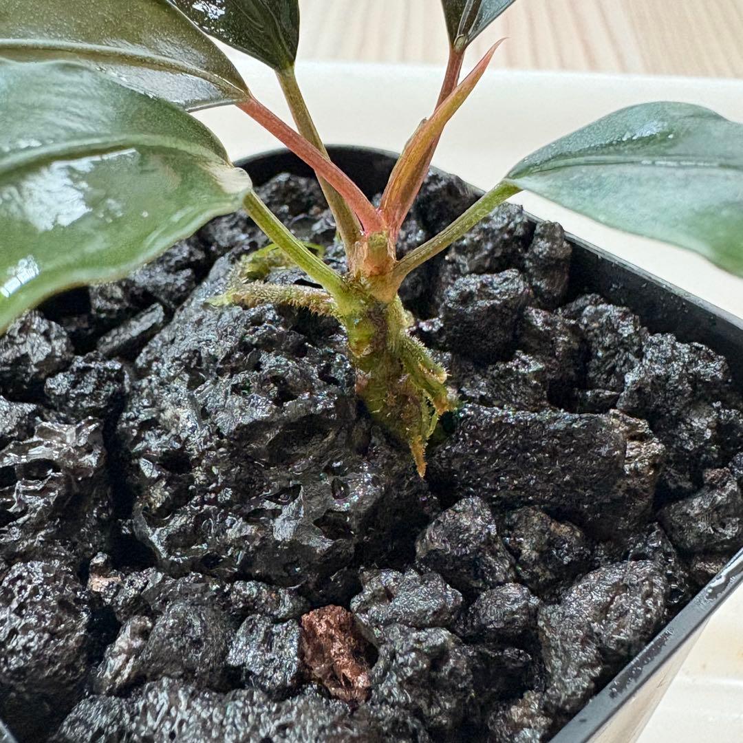 Bucephalandra Motleyana Padawan 水上葉