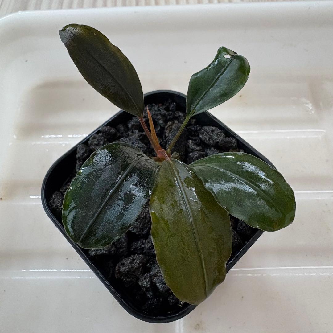 Bucephalandra Motleyana Padawan 水上葉