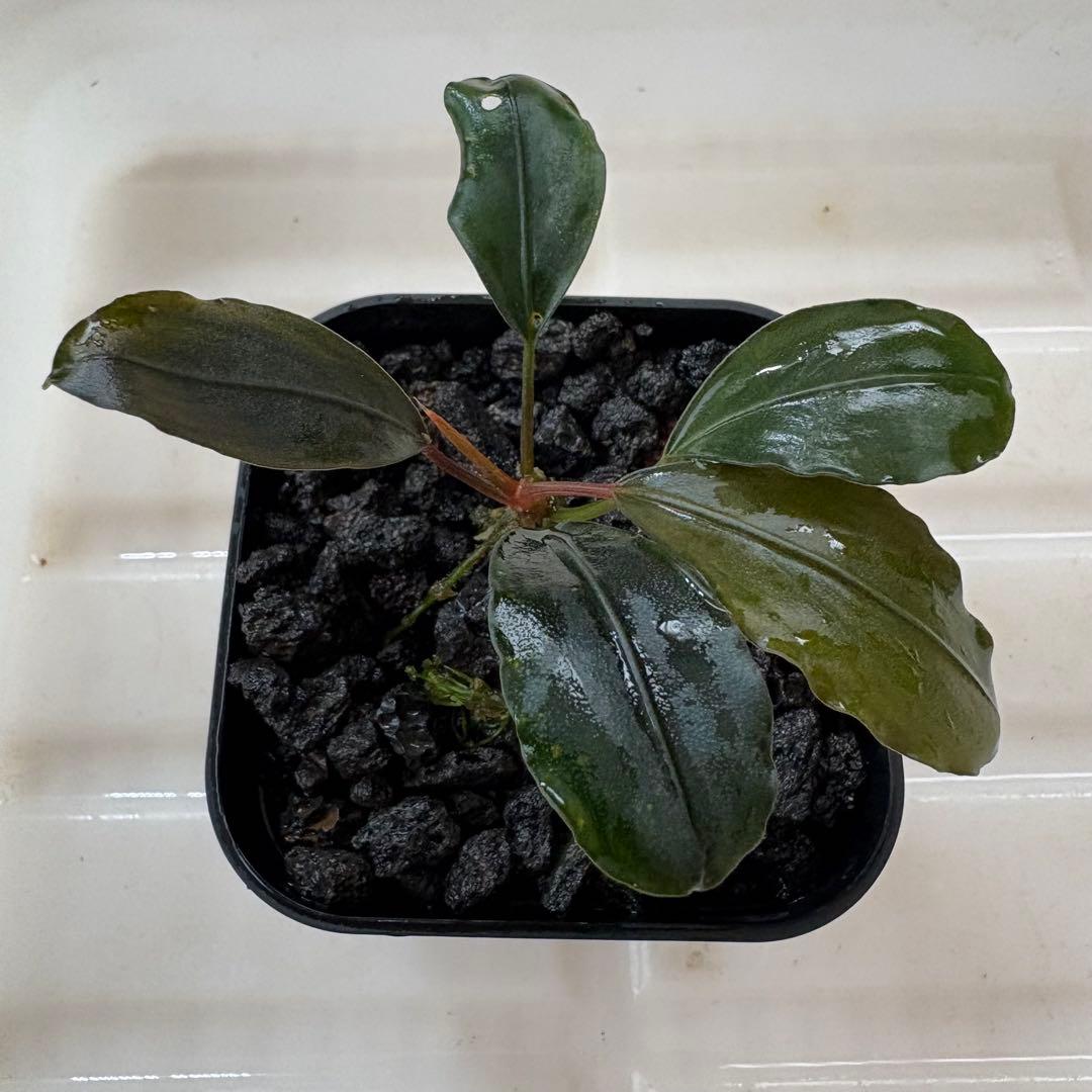 Bucephalandra Motleyana Padawan 水上葉