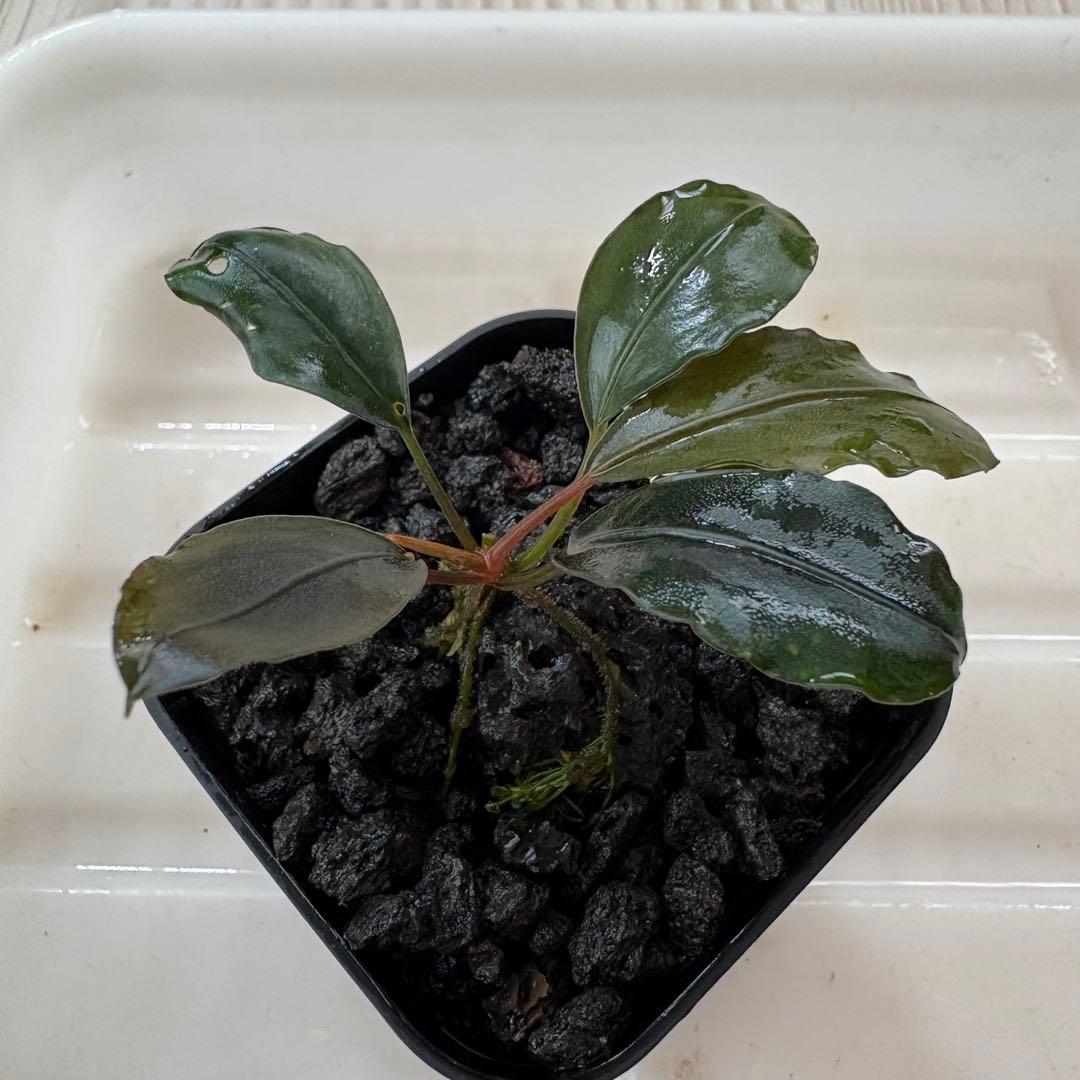 Bucephalandra Motleyana Padawan 水上葉
