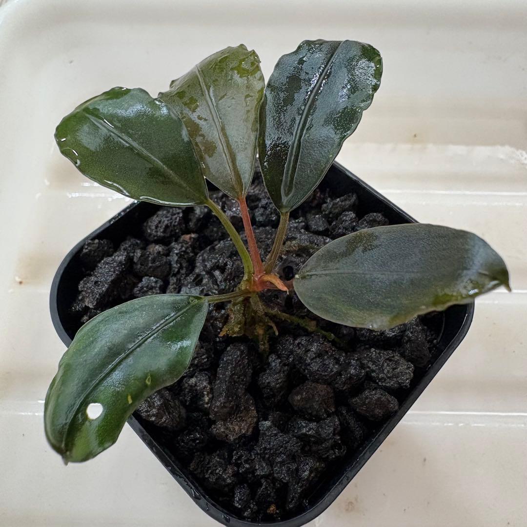 Bucephalandra Motleyana Padawan 水上葉