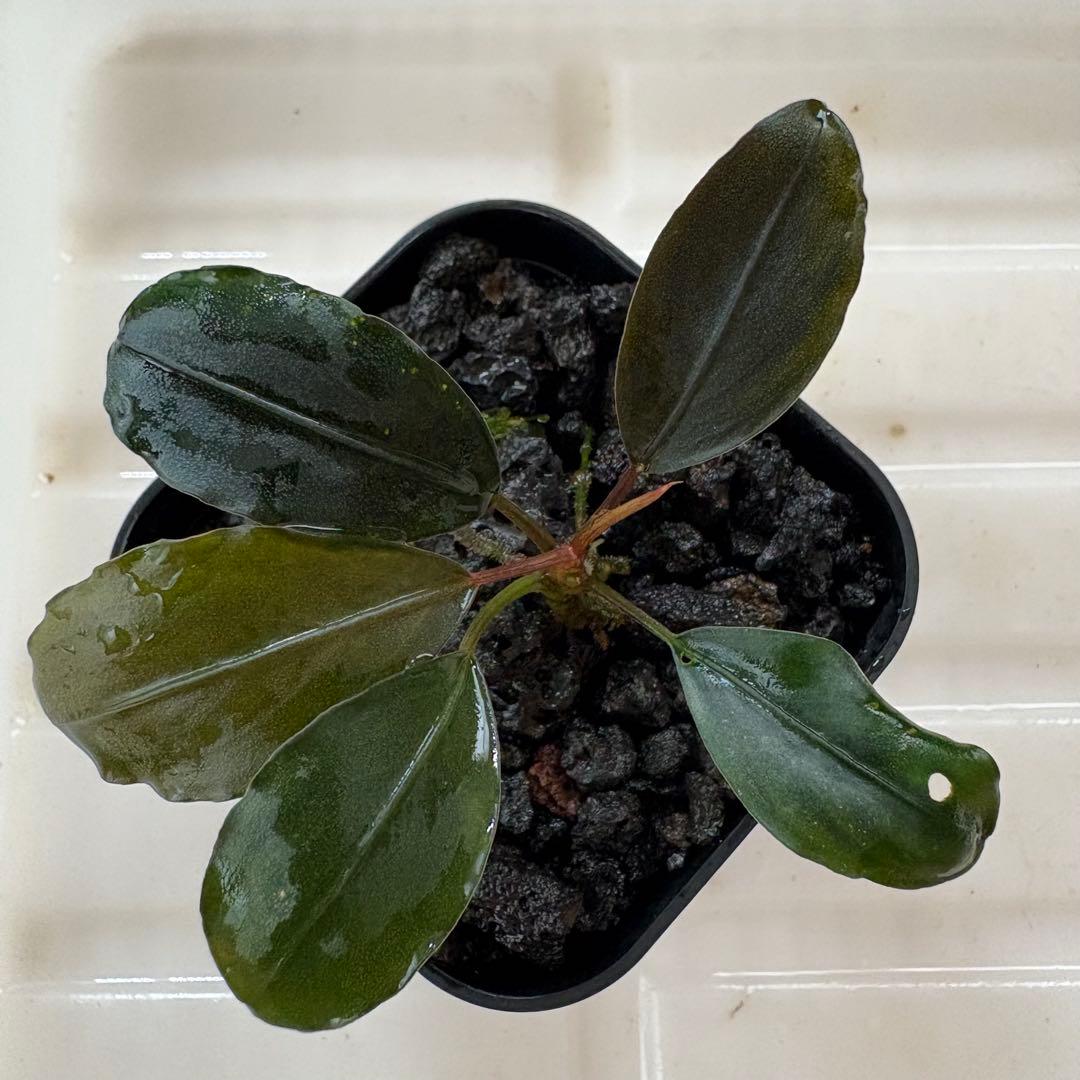 Bucephalandra Motleyana Padawan 水上葉