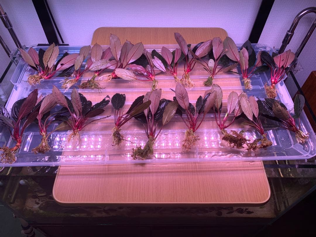 まとめ出品-ブセファランドラ　スケルトンキング40株＋小さい6株