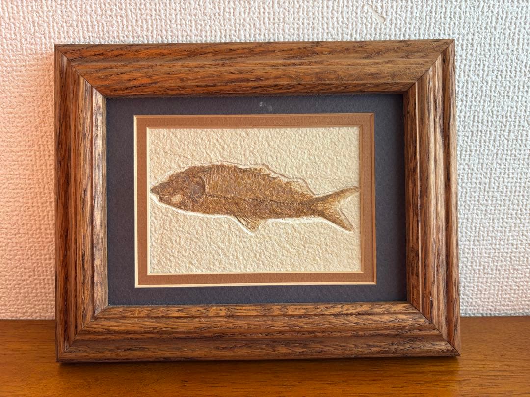 魚の化石 額装標本 インテリアオブジェ